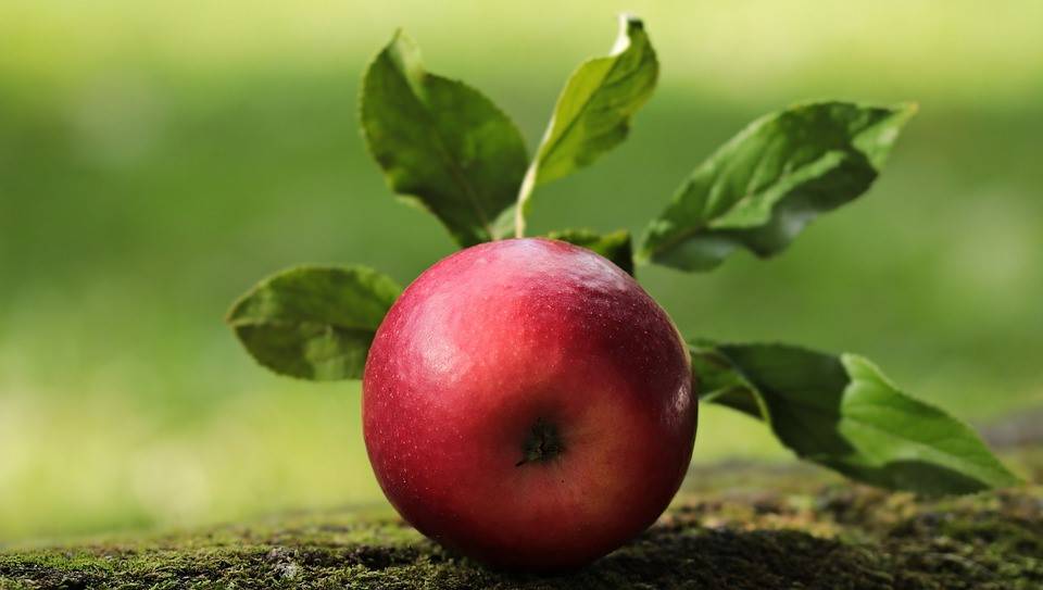 apple-2924531_960_720|Basic RGB|Basic RGB
